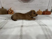 Carol, a female Dachshund for sale in Rome, GA – 4 of 10