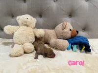 Carol, a female Dachshund for sale in Rome, GA – 10 of 10
