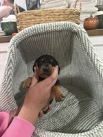 Ross, a male Dachshund for sale in Rome, GA – 8 of 10
