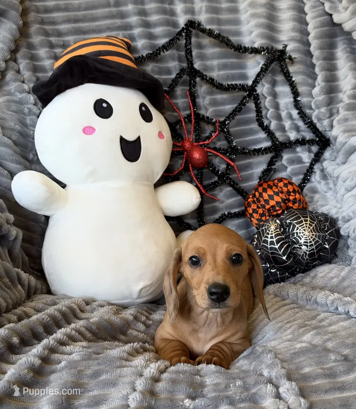 Carol – Dachshund puppy for sale in Rome, GA