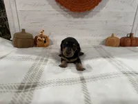 Ross, a male Dachshund for sale in Rome, GA – 4 of 10