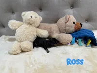 Ross, a male Dachshund for sale in Rome, GA – 10 of 10