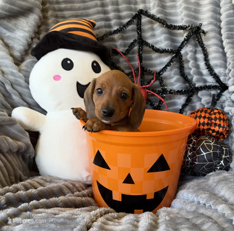 Janice – Dachshund puppy for sale in Rome, GA