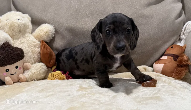 Monica – Dachshund puppy for sale in Rome, GA