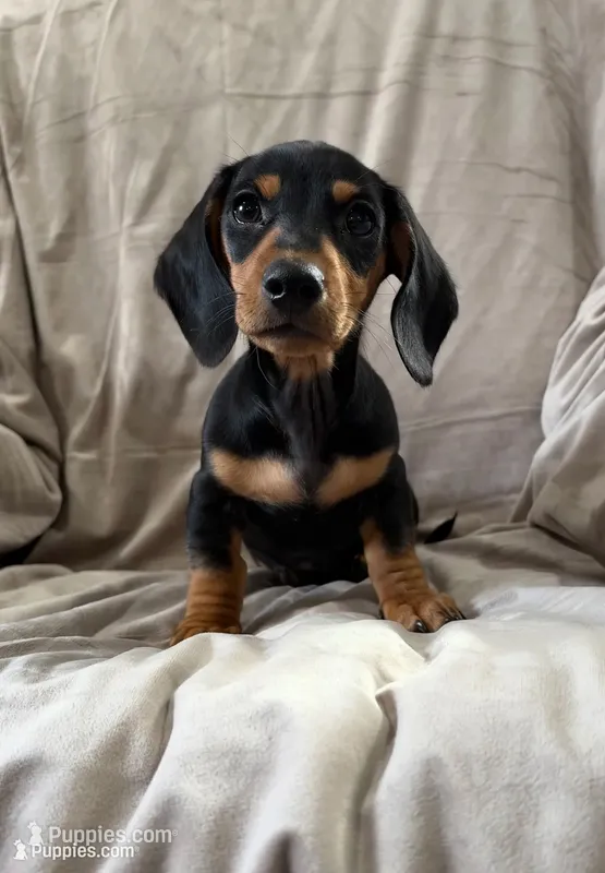 Ross – Dachshund puppy for sale in Rome, GA