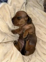 Janice, a female Dachshund for sale in Rome, GA – 4 of 10
