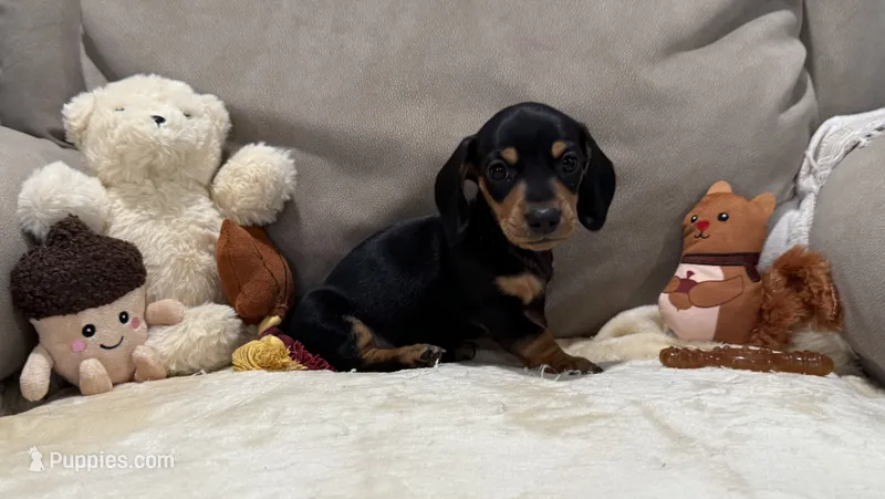 Ross – Dachshund puppy for sale in Rome, GA