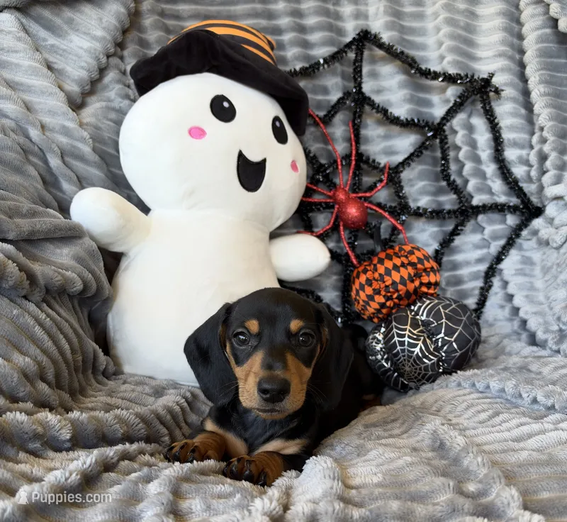 Ross – Dachshund puppy for sale in Rome, GA