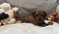 Janice, a female Dachshund for sale in Rome, GA – 3 of 10