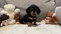 Ross, a male Dachshund for sale in Rome, GA – 2 of 10