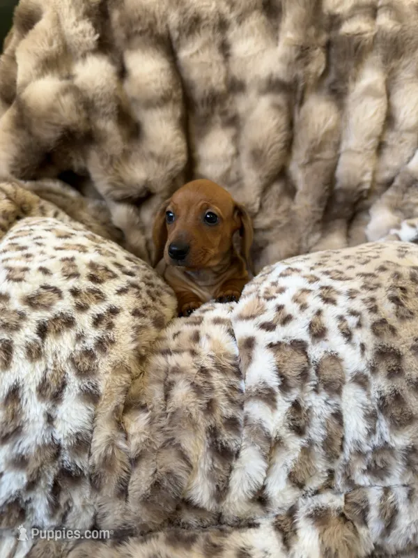 Janice – Dachshund puppy for sale in Rome, GA