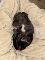 Monica, a female Dachshund for sale in Rome, GA – 5 of 10