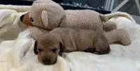 Carol, a female Dachshund for sale in Rome, GA – 2 of 10