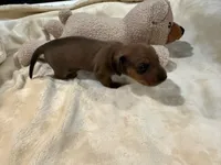 Janice, a female Dachshund for sale in Rome, GA – 7 of 10