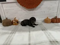 Monica, a female Dachshund for sale in Rome, GA – 4 of 10