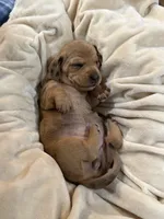Carol, a female Dachshund for sale in Rome, GA – 7 of 10