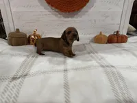 Janice, a female Dachshund for sale in Rome, GA – 6 of 10