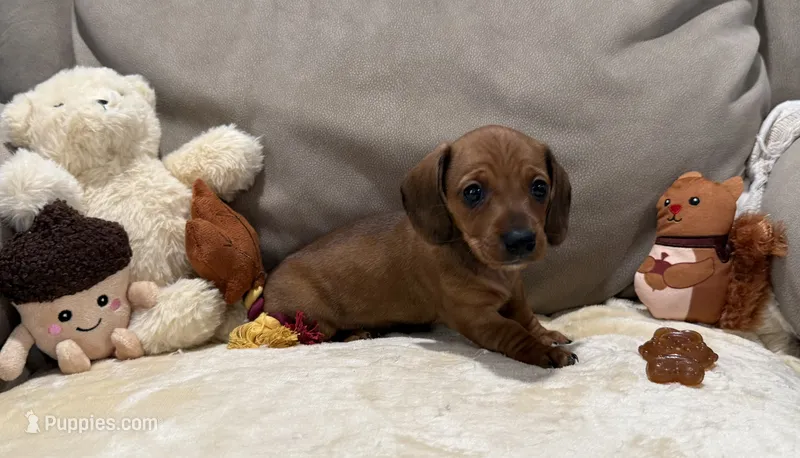 Janice – Dachshund puppy for sale in Rome, GA