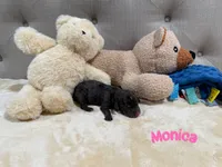 Monica, a female Dachshund for sale in Rome, GA – 9 of 10