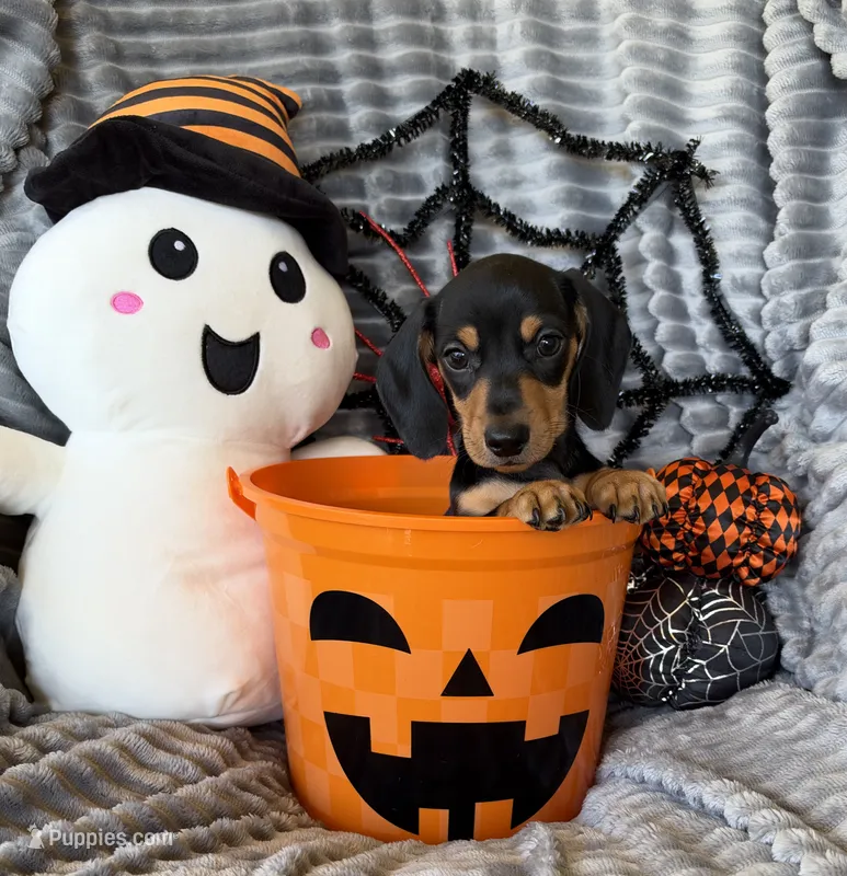 Ross – Dachshund puppy for sale in Rome, GA