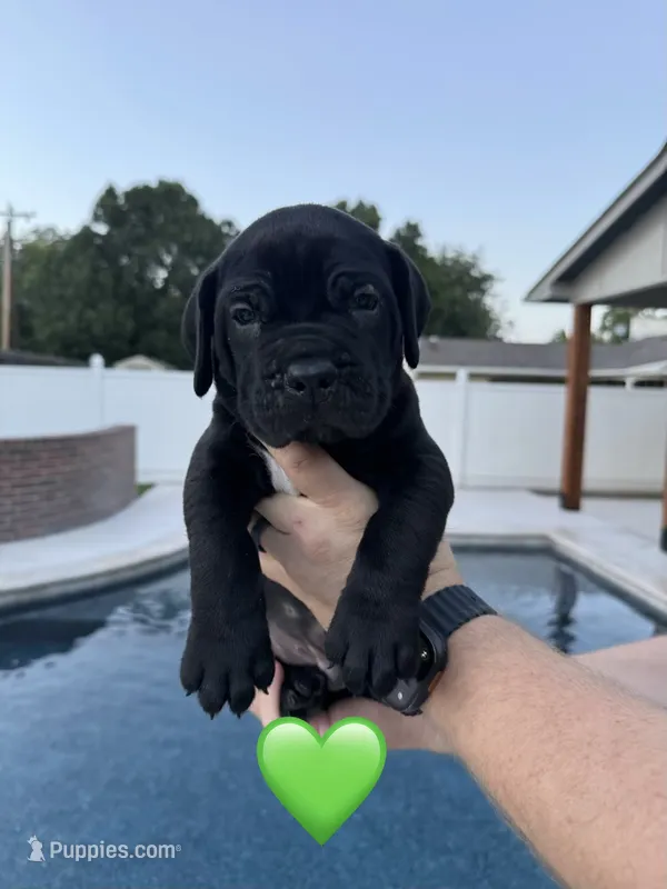 Green Male – Cane Corso puppy for sale in Woodward, OK