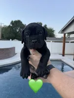 Green Male, a male Cane Corso for sale in Woodward, OK – 5 of 9
