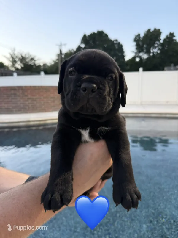 Blue Male – Cane Corso puppy for sale in Woodward, OK