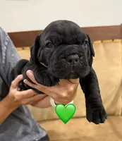 Green Male, a male Cane Corso for sale in Woodward, OK – 1 of 1