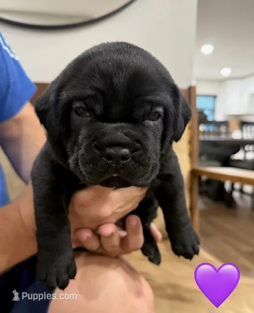Purple Female – Cane Corso puppy for sale in Woodward, OK