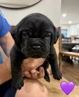 Purple Female, a female Cane Corso for sale in Woodward, OK – 1 of 1