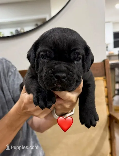 Red Male – Cane Corso puppy for sale in Woodward, OK