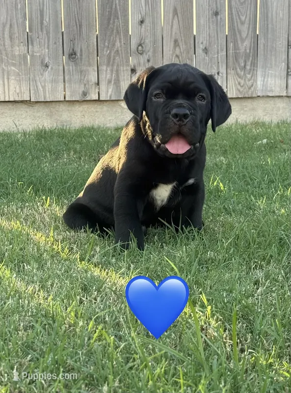 Blue Male – Cane Corso puppy for sale in Woodward, OK