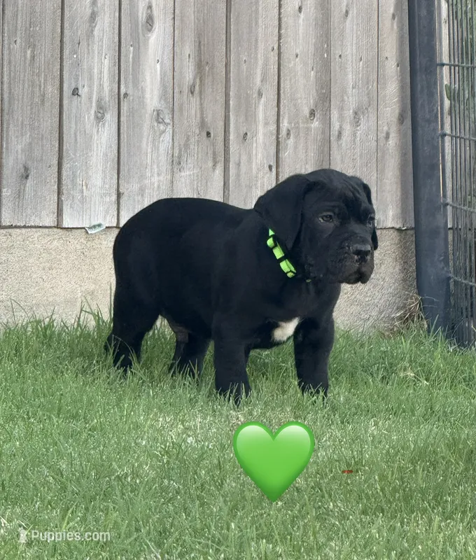 Green Male – Cane Corso puppy for sale in Woodward, OK