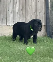 Green Male, a male Cane Corso for sale in Woodward, OK – 2 of 9