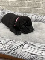 Pink Female, a female Cane Corso for sale in Woodward, OK – 6 of 7