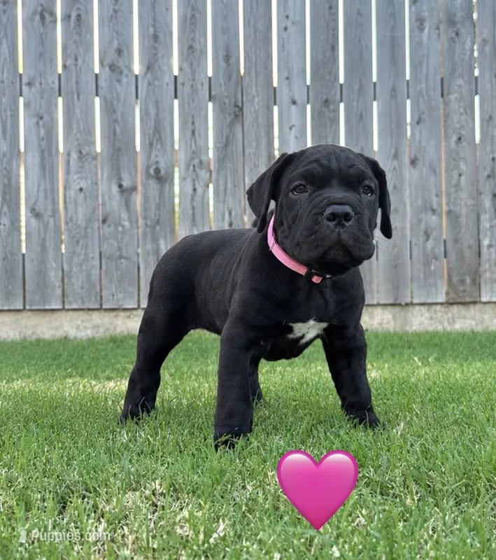 Pink Female – Cane Corso puppy for sale in Woodward, OK