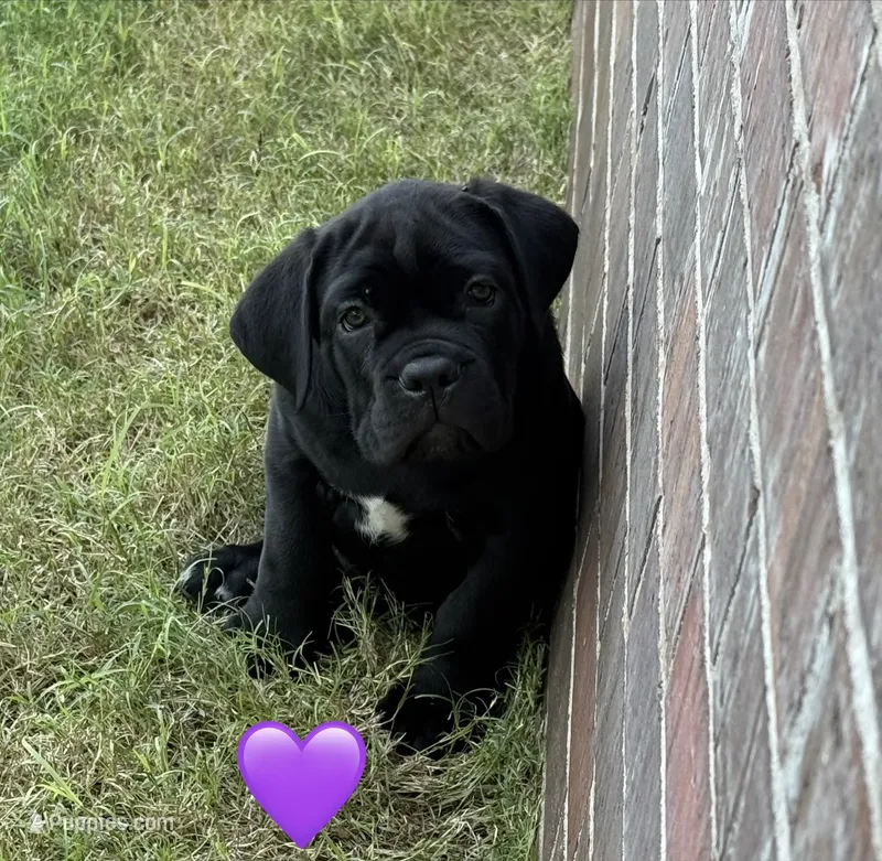 Purple Female – Cane Corso puppy for sale in Woodward, OK