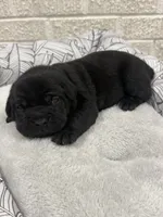 Purple Female, a female Cane Corso for sale in Woodward, OK – 7 of 8