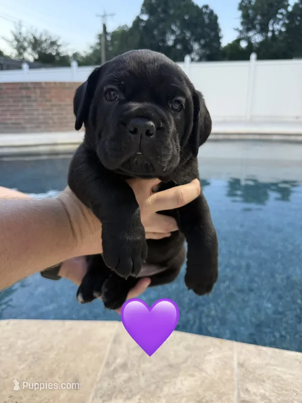 Purple Female – Cane Corso puppy for sale in Woodward, OK