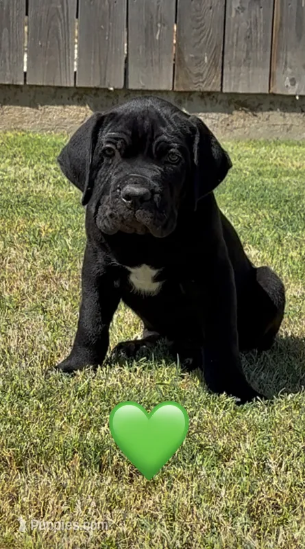 Green Male – Cane Corso puppy for sale in Woodward, OK