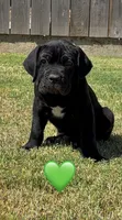 Green Male, a male Cane Corso for sale in Woodward, OK – 1 of 9