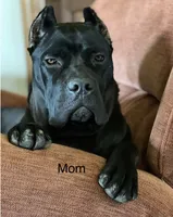 Green Male, a male Cane Corso for sale in Woodward, OK – 3 of 9