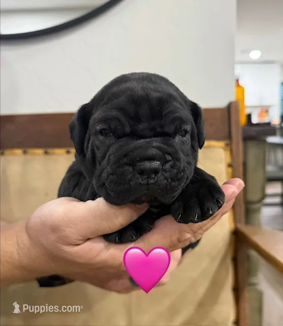 Pink Female – Cane Corso puppy for sale in Woodward, OK