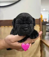 Pink Female, a female Cane Corso for sale in Woodward, OK – 1 of 1