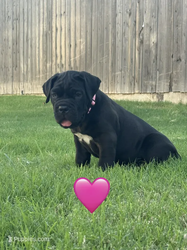 Pink Female – Cane Corso puppy for sale in Woodward, OK