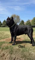 Purple Female, a female Cane Corso for sale in Woodward, OK – 5 of 8