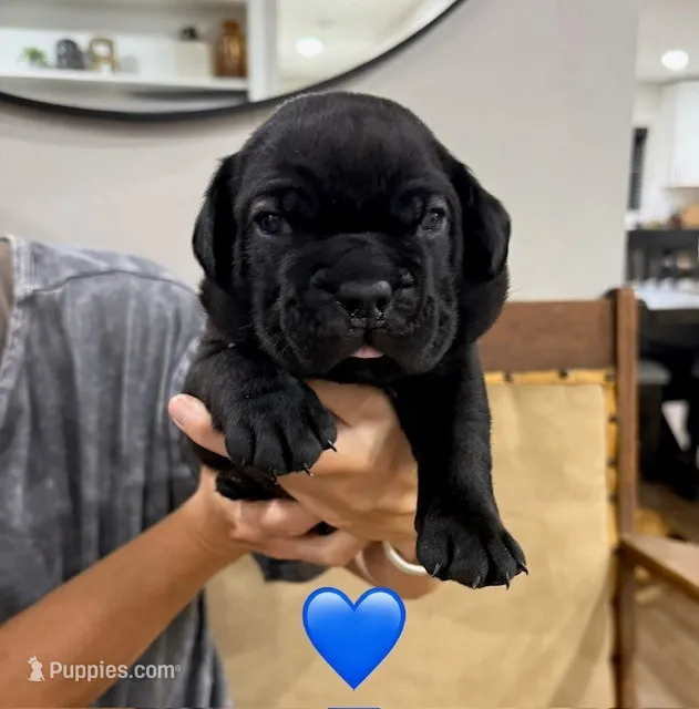 Blue Male – Cane Corso puppy for sale in Woodward, OK