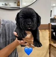 Blue Male, a male Cane Corso for sale in Woodward, OK – 1 of 1