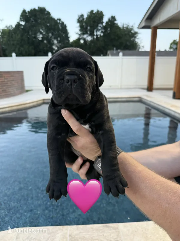 Pink Female – Cane Corso puppy for sale in Woodward, OK