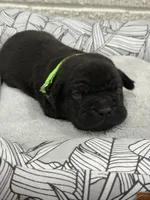 Green Male, a male Cane Corso for sale in Woodward, OK – 7 of 9